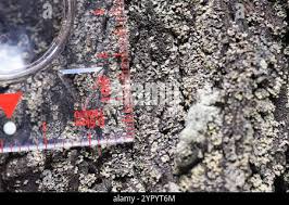 Attēlu rezultāti vaicājumam “Hypocenomyce scalaris”