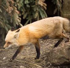 Attēlu rezultāti vaicājumam “Vulpes vulpes”