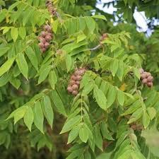 Attēlu rezultāti vaicājumam “Juglans cinerea leaf”