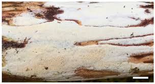 Attēlu rezultāti vaicājumam “Sidera lenis”