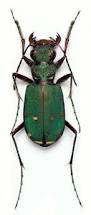 Attēlu rezultāti vaicājumam “Cicindela campestris imago”