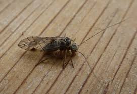 Attēlu rezultāti vaicājumam “Psococerastis gibbosa”