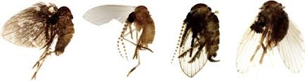 Attēlu rezultāti vaicājumam “Psychodidae”