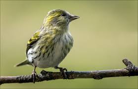 Attēlu rezultāti vaicājumam “Carduelis spinus female”