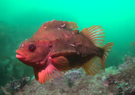 Image result for Cyclopterus lumpus