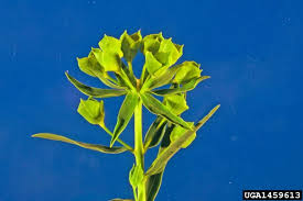 Attēlu rezultāti vaicājumam “Euphorbia virgata flower”