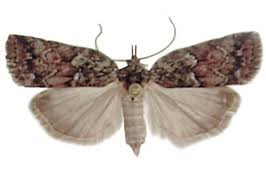 Attēlu rezultāti vaicājumam “Nycteola degenerana”