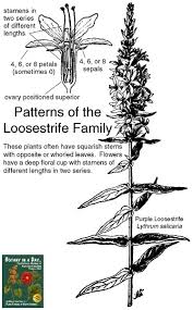 Attēlu rezultāti vaicājumam “Lythraceae”