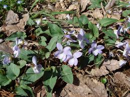 Attēlu rezultāti vaicājumam “Viola uliginosa leaf”