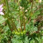 Attēlu rezultāti vaicājumam “Erodium cicutarium fruit”