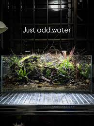 Attēlu rezultāti vaicājumam “Sphagnum riparium”