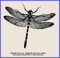 Attēlu rezultāti vaicājumam “Odonata”