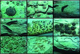 Attēlu rezultāti vaicājumam “Hertelidea botryosa”