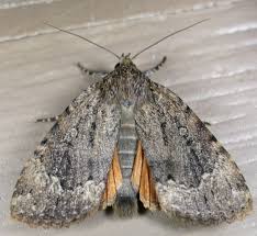 Attēlu rezultāti vaicājumam “Amphipyra”