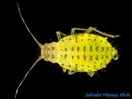 Attēlu rezultāti vaicājumam “Aphididae”