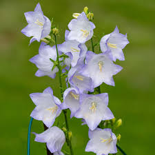 Attēlu rezultāti vaicājumam “Campanula persicifolia”