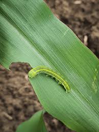 Attēlu rezultāti vaicājumam “Ceramica pisi”