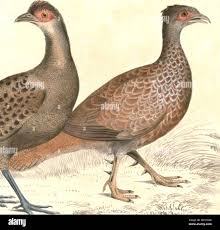 Attēlu rezultāti vaicājumam “Arthonia spadicea”