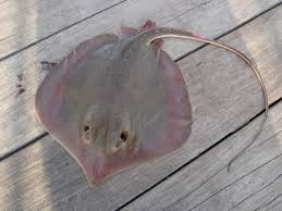 Image result for Hypanus sabinus