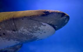 Image result for Notorynchus cepedianus