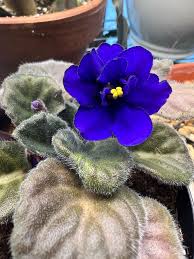 Image result for violet