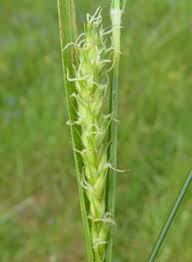 Attēlu rezultāti vaicājumam “Carex hirta fruit”