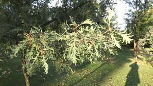 Attēlu rezultāti vaicājumam “Quercus robur fo. pectinata”