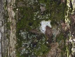 Attēlu rezultāti vaicājumam “Lepraria incana”