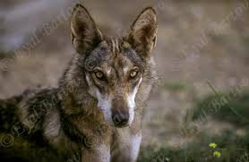Image result for canis lupus arabs