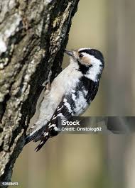 Attēlu rezultāti vaicājumam “Dendrocopos minor”