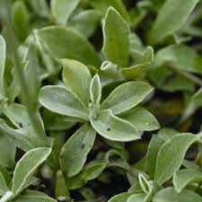 Attēlu rezultāti vaicājumam “Pulsatilla patens leaf”