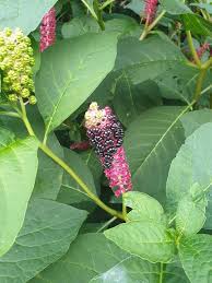 Attēlu rezultāti vaicājumam “Phytolacca acinosa flower”