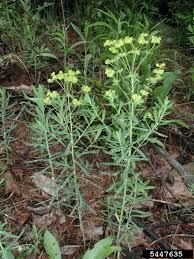 Attēlu rezultāti vaicājumam “Euphorbia virgata leaf”
