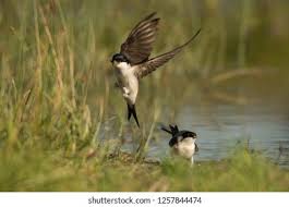 Attēlu rezultāti vaicājumam “Delichon urbicum juvenile”