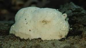 Attēlu rezultāti vaicājumam “Reticularia lycoperdon”