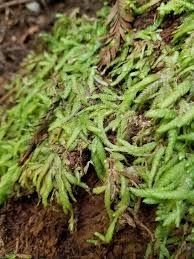 Attēlu rezultāti vaicājumam “Plagiothecium sp.”