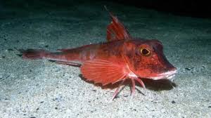 Image result for Chelidonichthys cuculus