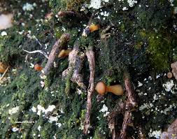 Attēlu rezultāti vaicājumam “Lichenomphalia umbellifera”