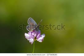 Attēlu rezultāti vaicājumam “Plebejus argyrognomon underside”