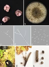 Attēlu rezultāti vaicājumam “Biscogniauxia repanda”