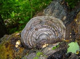 Attēlu rezultāti vaicājumam “Ganoderma applanatum”