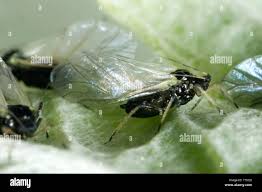 Attēlu rezultāti vaicājumam “Aphis fabae”