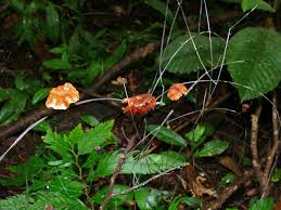 Attēlu rezultāti vaicājumam “Marasmius sp.”
