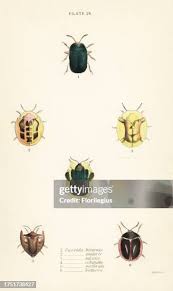 Attēlu rezultāti vaicājumam “Cassida”