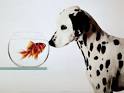 Dalmation Dog Looking at Dalmation Fish Print by Michel ...