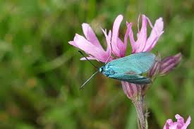 Attēlu rezultāti vaicājumam “Adscita statices”