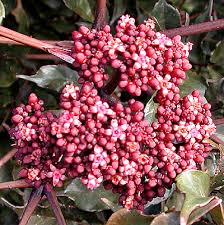 Attēlu rezultāti vaicājumam “Vitaceae”