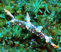 ผลการค้นหารูปภาพสำหรับ Bornella Anguilla