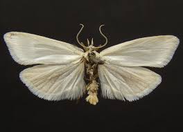 Attēlu rezultāti vaicājumam “Eana argentana”