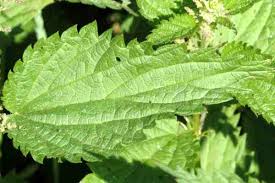 Attēlu rezultāti vaicājumam “Eupteryx vittata”